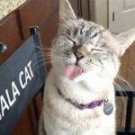 Meet Nala Cat: The Instagram Star With A Ton Of Followers – Tymoff