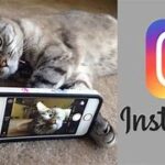 Meet Nala Cat: the Instagram Star With a Ton of Fo – Tymoff