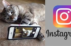 Meet Nala Cat: the Instagram Star With a Ton of Fo – Tymoff